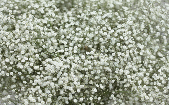 Bristol fairy,بریستول